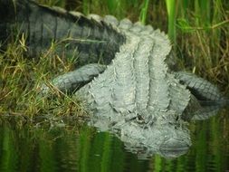 big green alligator in water close up