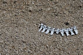 Animal bones on a sand
