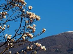 Magnolia Spring Blossom tree scene