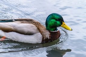 Swimming colorful duck in a pond