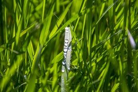 dew on the grass in the morning
