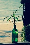 Plant in the bottle