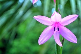 pink flower with pointed petals close-up