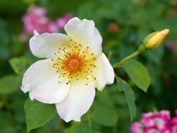 white rose flower