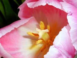 Flowers Colorful bloom macro photo