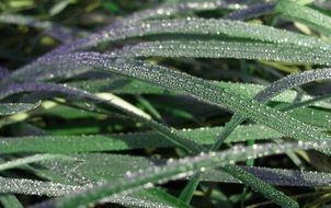 Water drops on the long grass