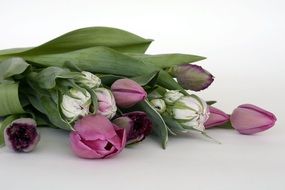 bouquet with white and pink tulips on a white surface