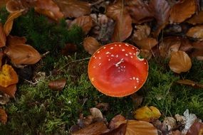 Fly agaric and leaves in the forest