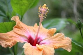 incredibly handsome Hibiscus