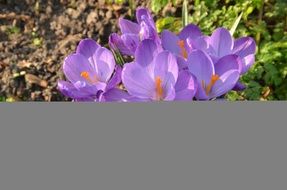 Nature Flower Crocus Purple
