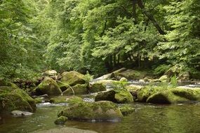 quiet river in the forest