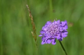 field purple violet