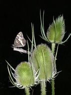 three thistle buds and a brown butterfly