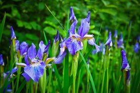 garden bed of purple iriris