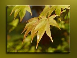 unimaginable Autumn Leaf