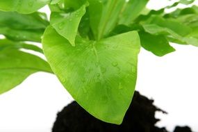 water drops on Green plant eath view