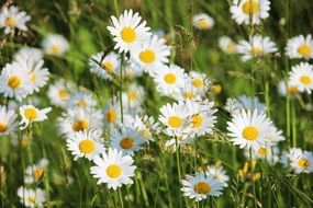 lot of White Daisies on Meadow