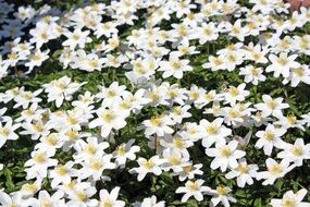 incomparable Wood Anemone Flower