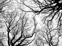 crowns of winter trees against the sky