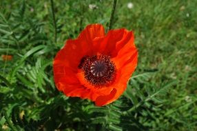 red poppy on a green lawn