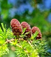 young pine cones on the branch