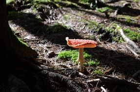 fly agaric on the forest moss
