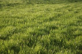 Green lawn in spring