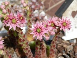 sempervivum arachnoideum, succulent plants in bloom