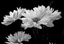 white Daisies at black background