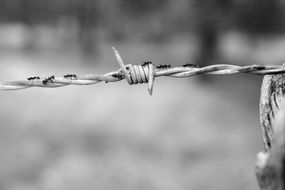 ants on a wire in a monochrome image