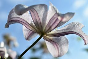 Clematis Nature Flower