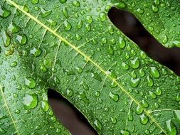 small raindrops on a green leaf