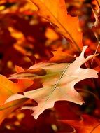 red background and dry leaves