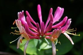 Honeysuckle blossomed