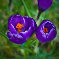 violent crocus spring flower macro photo