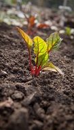 beet leaves in the garden