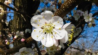Beautiful apricot flowers in the spring
