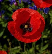 red poppy in a flower meadow close-up on blurred background