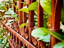 Beautiful green garden thicket near an iron metal fence