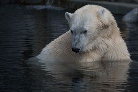 wonderful Polar Bear