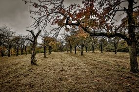 orchard in autumn