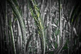 Cornfield Grain