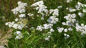 white meadow flowers close up