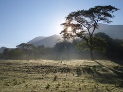 lonely desert tree in Tanzania