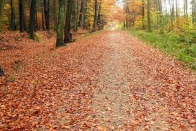 most beautiful red Forest