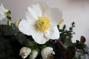 White Christmas roses blossom