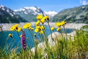 Yellow Flowers in mountain valley closeup