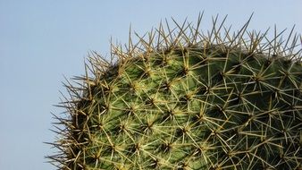 thorny cactus in Ayia Napa