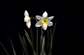 two narcissus on a black background