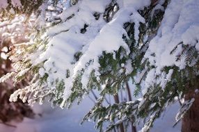 coniferous branches in the snow close-up